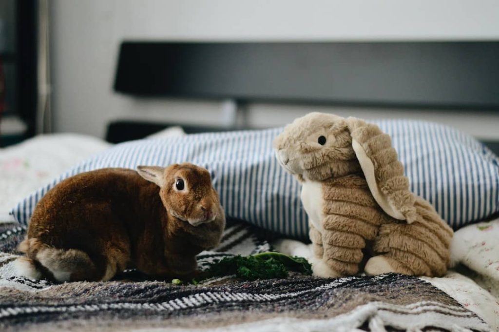jouet pour lapins