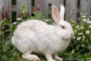 Le lapin blanc de Vendée : race rustique et docile prisée des éleveurs et amateurs de lapins