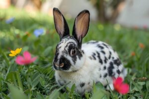 Le lapin Tacheté de Mecklembourg : une race rare et passionnante à découvrir